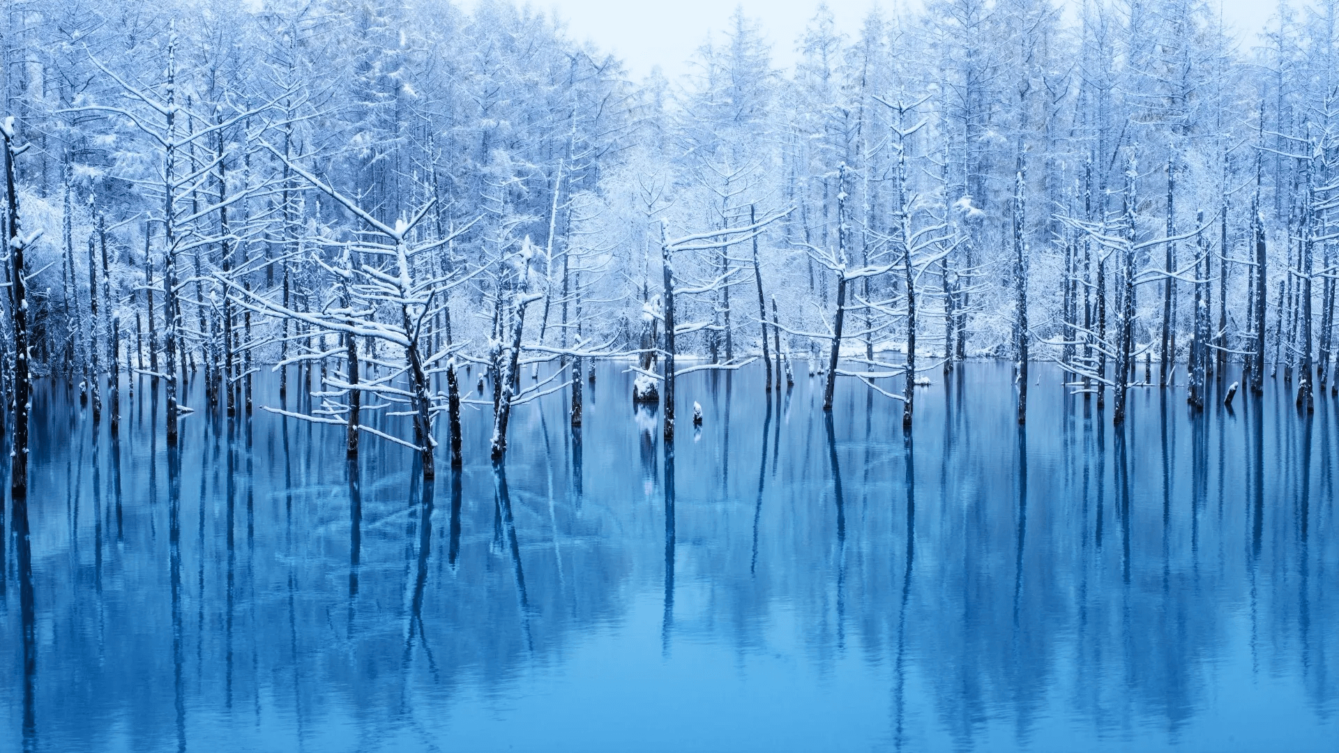 🏞️ 청의 호수(시로가네 아오이이케) 이미지 4